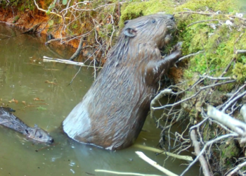 Mum and baby beaver at Ewhurst Park, Hampshire © Ewhurst Park.