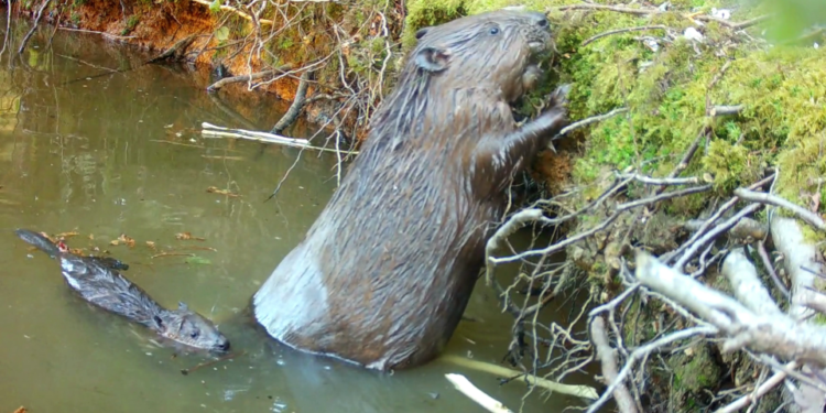 Mum and baby beaver at Ewhurst Park, Hampshire © Ewhurst Park.