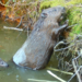 Mum and baby beaver at Ewhurst Park, Hampshire © Ewhurst Park.