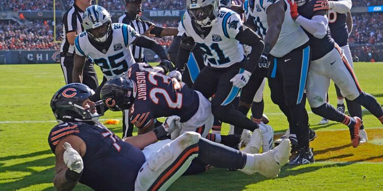 Panthers-Bears fight