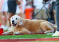 Kirk Herbstreit dog