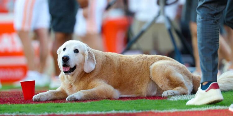 Kirk Herbstreit dog