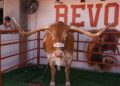 Bevo in 2024