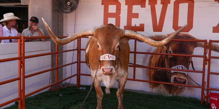 Bevo in 2024