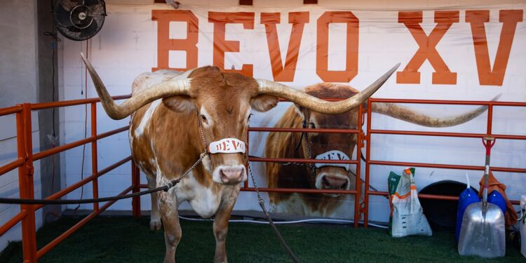 Bevo at a CFP game