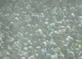 Fans look on in the snow during the fourth quarter between the Philadelphia Eagles and the Los Angeles Rams in the NFC Divisional Playoff at Lincoln Financial Field on January 19, 2025 in Philadelphia, Pennsylvania. 