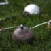 Jun 9, 2011; Des Moines, IA, USA; General view of implements during the women's hammer throw at the 2011 NCAA Track &amp; Field Championships at Drake Stadium. 