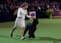 Katie Bernardin and Monty, a Giant Schnauzer, compete