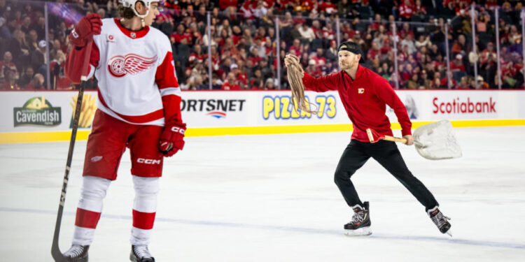 Feb 1, 2025; Calgary, Alberta, CAN; A Calgary Flames ice crew member picks up an octopus that was thrown on the ice during the third period of a game between the Calgary Flames and Detroit Red Wings at Scotiabank Saddledome<p>Brett Holmes&comma; Imagn Images</p>