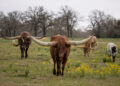 FILE PHOTO: Texas Longhorn cattle in Somerville, Texas