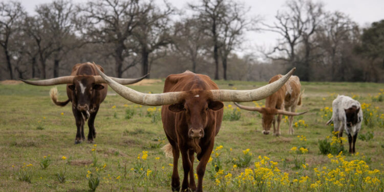 FILE PHOTO: Texas Longhorn cattle in Somerville, Texas