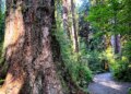 Olympic National Park trail and spruce trees