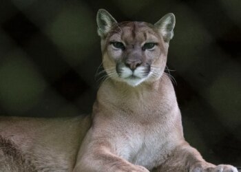 close up of mountain lion