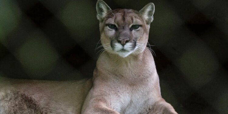 close up of mountain lion