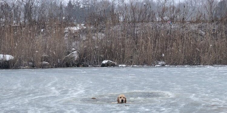 New Year Rhode Island Dog Rescued