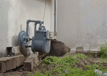 a bear struggles to leave small crawl space under home