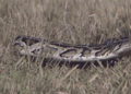 A GIF of a python slithering through the grass