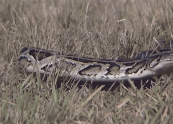 A GIF of a python slithering through the grass