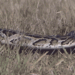 A GIF of a python slithering through the grass