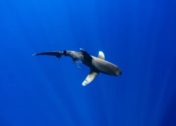 These were both taken in The Bahamas, where they are still found in relatively healthy numbers. When I first got in the water, there was only one shark circling around our boat, and it was easy to keep an eye on it, but pretty soon, others started arriving. Swimming with 3-4 sharks made it evident that they are pack hunters. One will distract you while the others try to get you from behind. Once the fifth shark arrived, I knew it was time to get out of the water. The image of the split shark was made as I hung from the edge of the dinghy. I have swam with many species of sharks, and these are by far the most beautiful. There is something absolutely intimidating about seeing an oceanic whitetip emerge from the depths and shoot straight at you with its pectoral fins extended like the wings of a fighter jet. They are truly magnificent creatures.