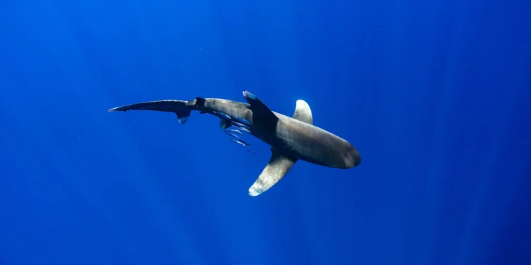 These were both taken in The Bahamas, where they are still found in relatively healthy numbers. When I first got in the water, there was only one shark circling around our boat, and it was easy to keep an eye on it, but pretty soon, others started arriving. Swimming with 3-4 sharks made it evident that they are pack hunters. One will distract you while the others try to get you from behind. Once the fifth shark arrived, I knew it was time to get out of the water. The image of the split shark was made as I hung from the edge of the dinghy. I have swam with many species of sharks, and these are by far the most beautiful. There is something absolutely intimidating about seeing an oceanic whitetip emerge from the depths and shoot straight at you with its pectoral fins extended like the wings of a fighter jet. They are truly magnificent creatures.
