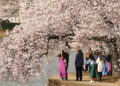 Cherry blossoms along the Tidal Basin in Washington