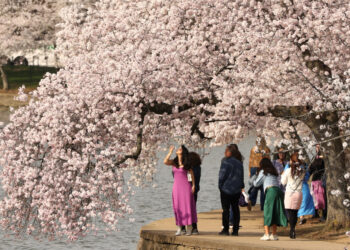 Cherry blossoms along the Tidal Basin in Washington