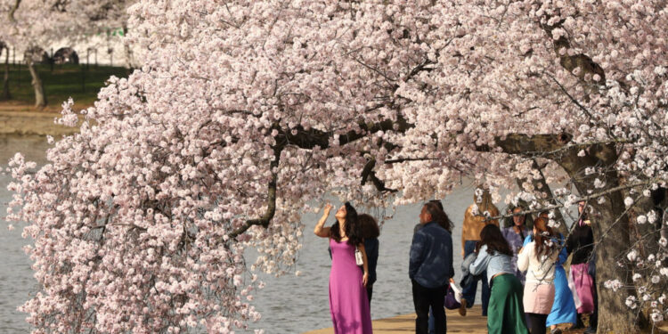Cherry blossoms along the Tidal Basin in Washington