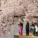 Cherry blossoms along the Tidal Basin in Washington