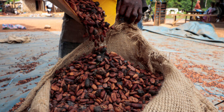 A worker fills a sack with cocoa beans as he prepares to gather unsold stocks of cocoa at the warehouse of Sekou Dagnogo, ...