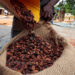 A worker fills a sack with cocoa beans as he prepares to gather unsold stocks of cocoa at the warehouse of Sekou Dagnogo, ...