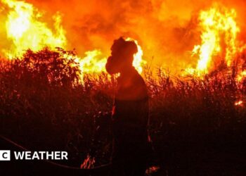 Indonesian firefighters, from Indonesian Disaster Management, try to extinguish a wildfire on September 14, 2023. Forest and land fires engulfed many parts of the country due to the El Nino-induced dry season.