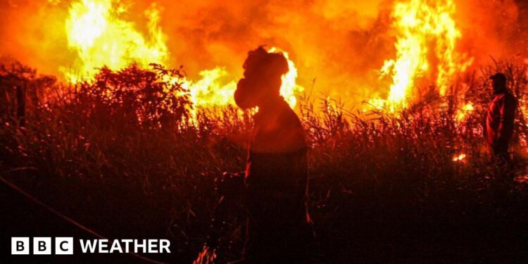 Indonesian firefighters, from Indonesian Disaster Management, try to extinguish a wildfire on September 14, 2023. Forest and land fires engulfed many parts of the country due to the El Nino-induced dry season.