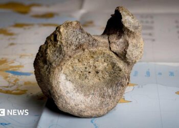 A fossilised dark brown, mottled bone is sitting on a map of Antarctica on a table. It is on a blue area of the map and areas of brown and white are behind it. The bone is a vertebrae with a round, concave, circular area facing the camera with a lump sticking up on the right hand side. Slightly further back a smaller lump is poking up on the left. There is a dip in between them.