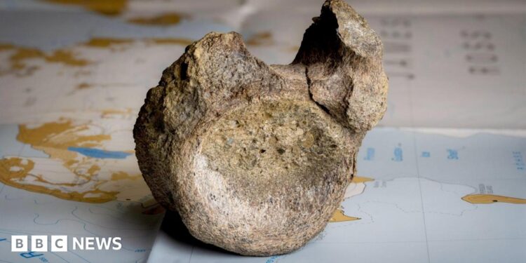 A fossilised dark brown, mottled bone is sitting on a map of Antarctica on a table. It is on a blue area of the map and areas of brown and white are behind it. The bone is a vertebrae with a round, concave, circular area facing the camera with a lump sticking up on the right hand side. Slightly further back a smaller lump is poking up on the left. There is a dip in between them.