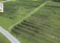 Outback farm blueberries drone
