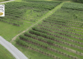 Outback farm blueberries drone