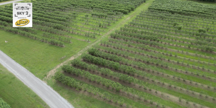 Outback farm blueberries drone