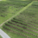 Outback farm blueberries drone