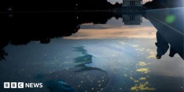 Chipped paint and algae are visible in the Lincoln Memorial Reflecting Pool at dusk.