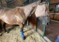 A horse at the Houston SPCA wearing a fly mask on June 17, 2026 to protect its eyes from being infested by the New World screwworm.