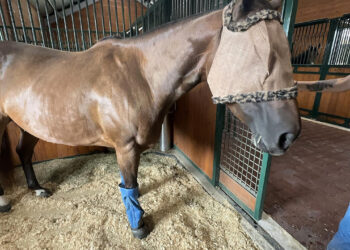 A horse at the Houston SPCA wearing a fly mask on June 17, 2026 to protect its eyes from being infested by the New World screwworm.