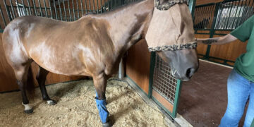 A horse at the Houston SPCA wearing a fly mask on June 17, 2026 to protect its eyes from being infested by the New World screwworm.