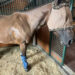 A horse at the Houston SPCA wearing a fly mask on June 17, 2026 to protect its eyes from being infested by the New World screwworm.