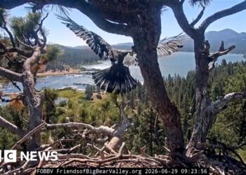 Young bald eagle taking flight