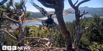 Young bald eagle taking flight