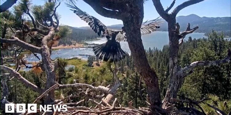 Young bald eagle taking flight