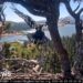 Young bald eagle taking flight