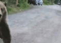 GIF of bearing rearing up.