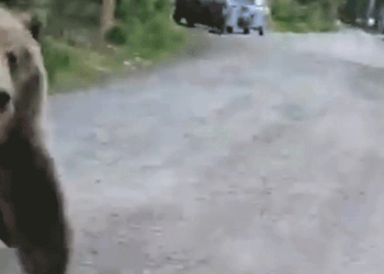GIF of bearing rearing up.